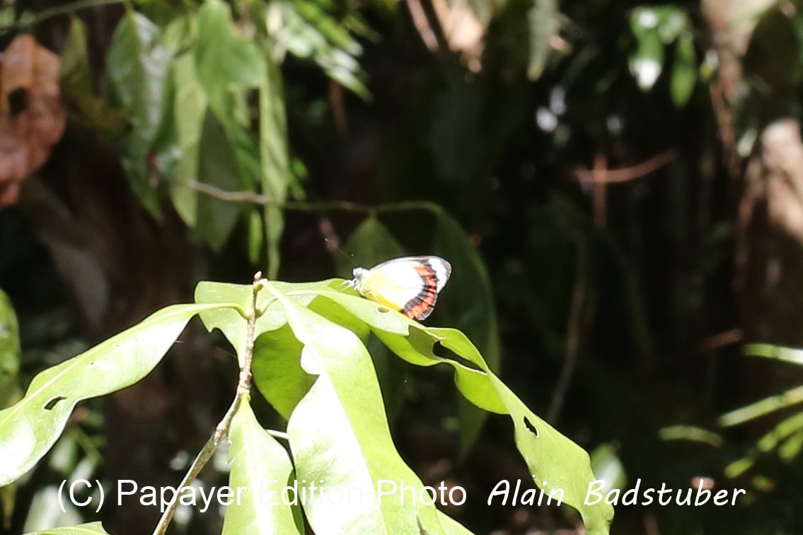 Papillons à Cape Tribulation