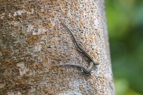 Reptiles à Cape Tribulation