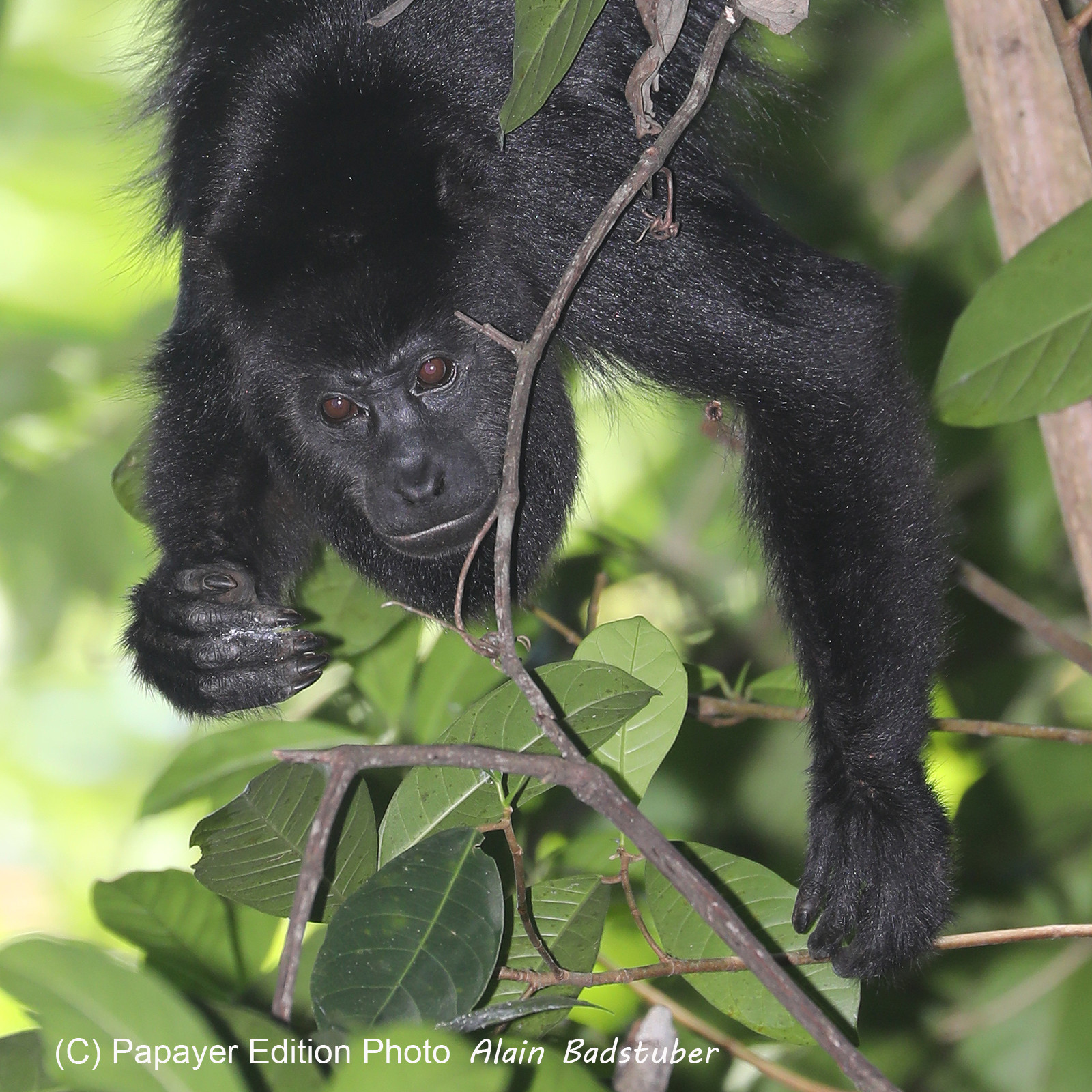 Singes hurleurs à Punta Gorda, Bélize