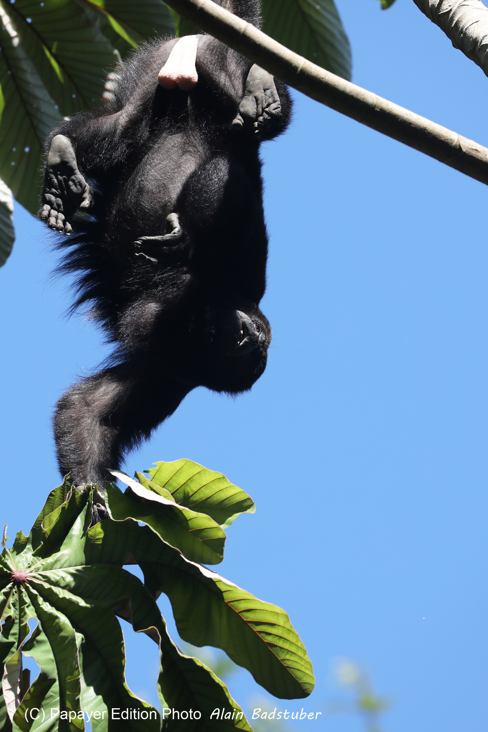 Singes hurleurs à Punta Gorda, Bélize