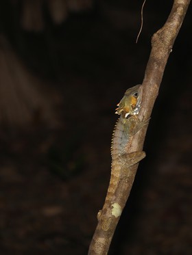 Reptiles à Cape Tribulation