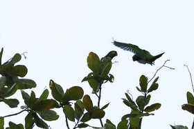 Premier séjour à Crooked Tree , au Bélize en octobre 2021