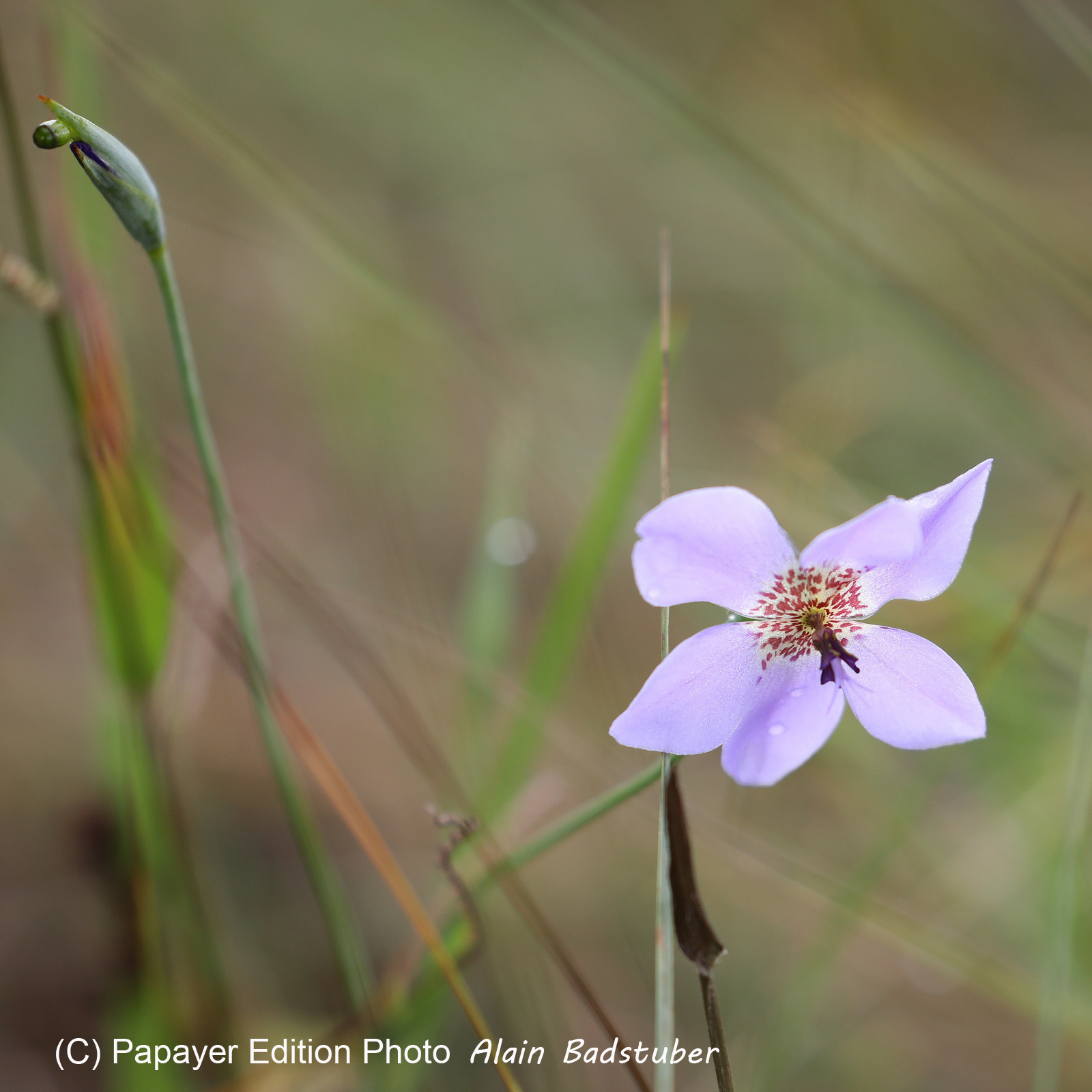 Premier séjour à Crooked Tree , au Bélize en octobre 2021