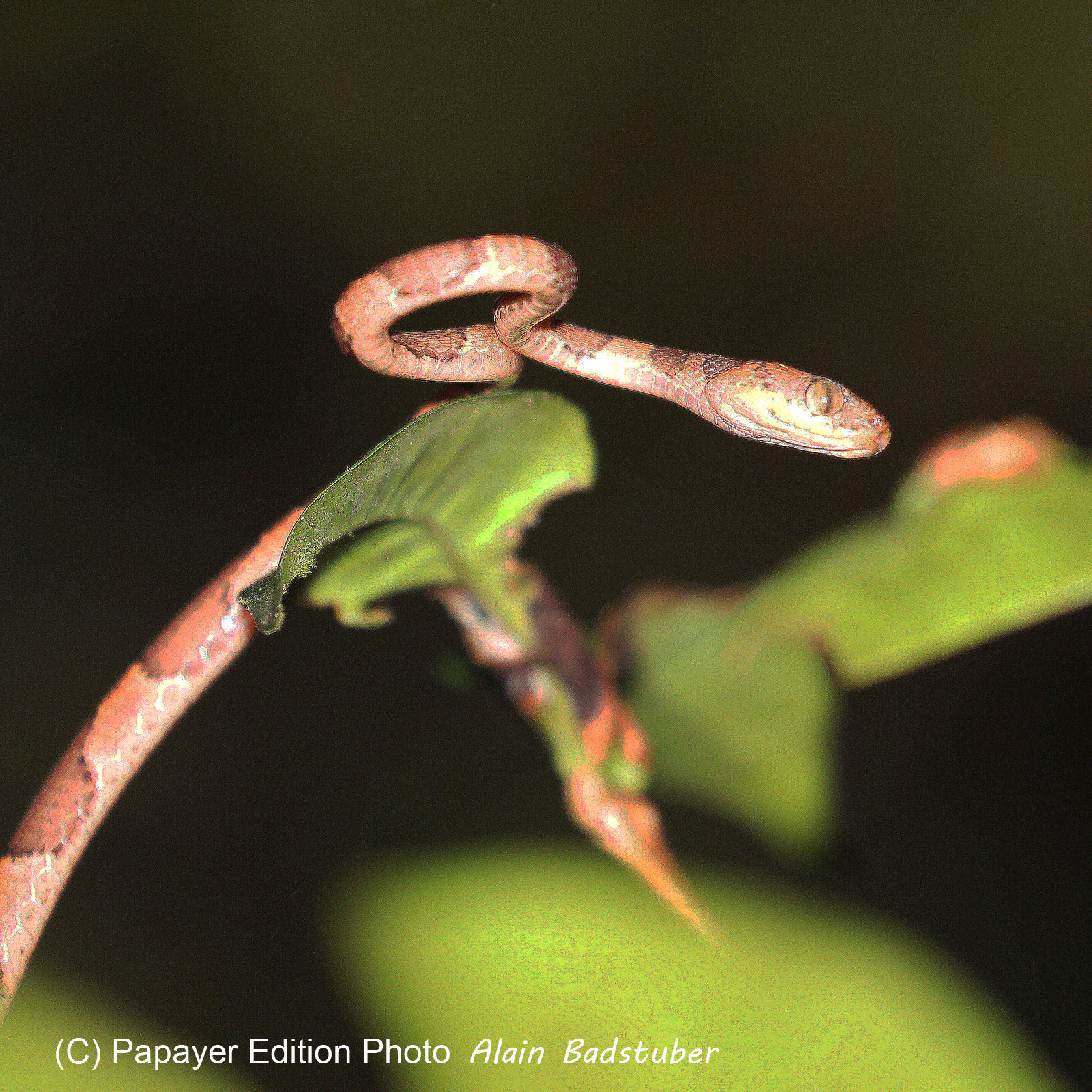 Serpents du Belize, Blunthead Tree Snake