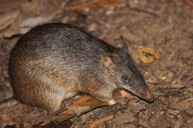 Mammifères à Cape Tribulation