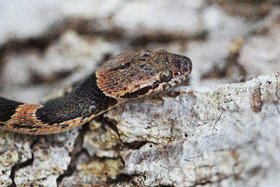 Serpents du Belize, Cat eyed snake, Leptodeira frenata