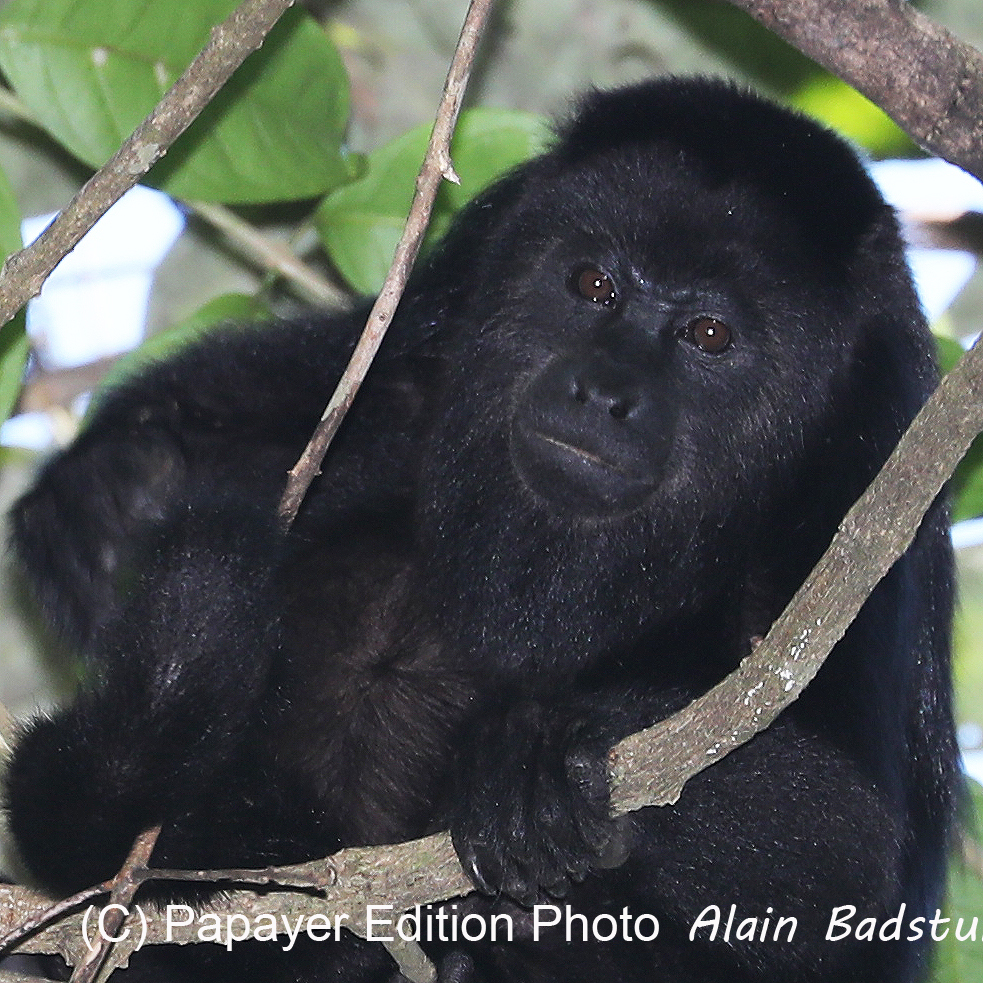 Singes hurleurs à Punta Gorda, Bélize