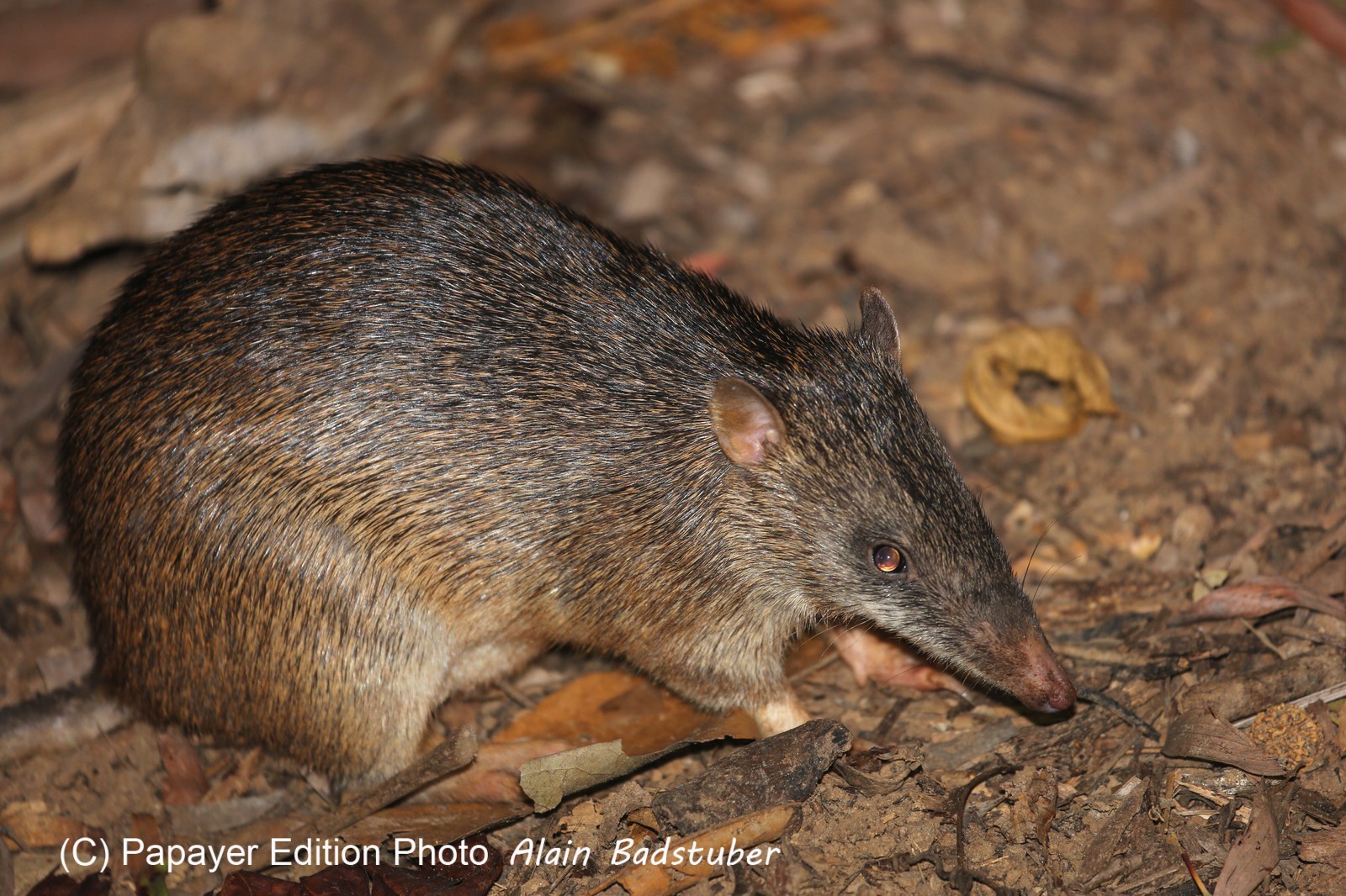 Mammifères à Cape Tribulation