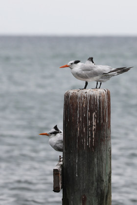 Hopkins, Octobre-Novembre 2021