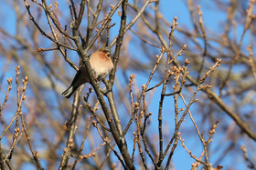 Faune et Flore de Suisse, 2022