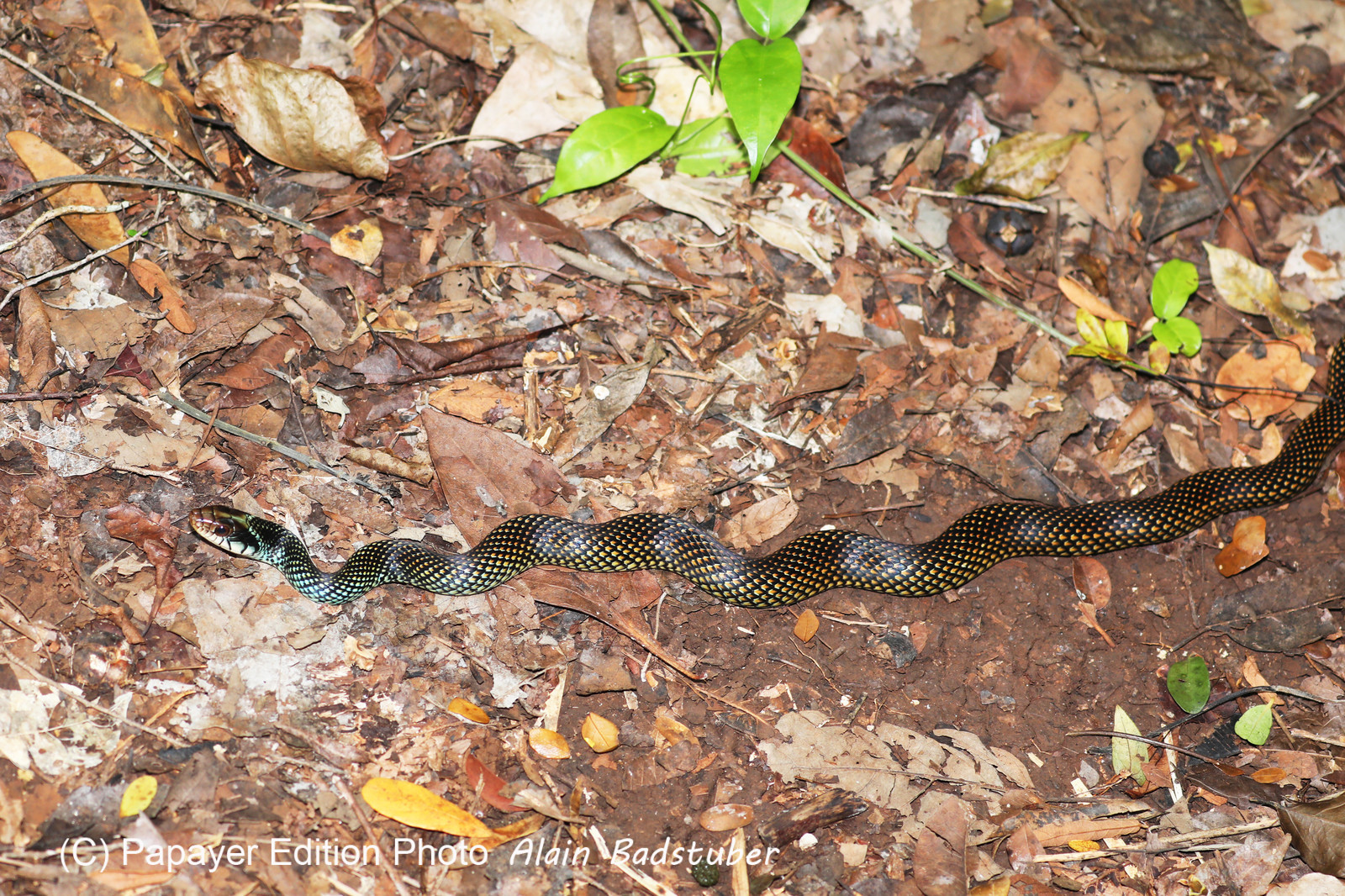 Serpents du Belize, Speckled racer, Drymobius margariferus