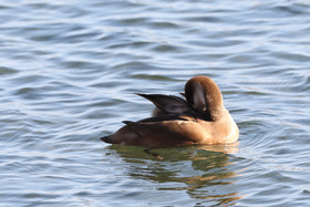 Faune et Flore de Suisse, 2022, Vaumarcus, Nettes rousses