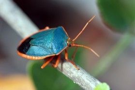 Images_Belize_2011_304