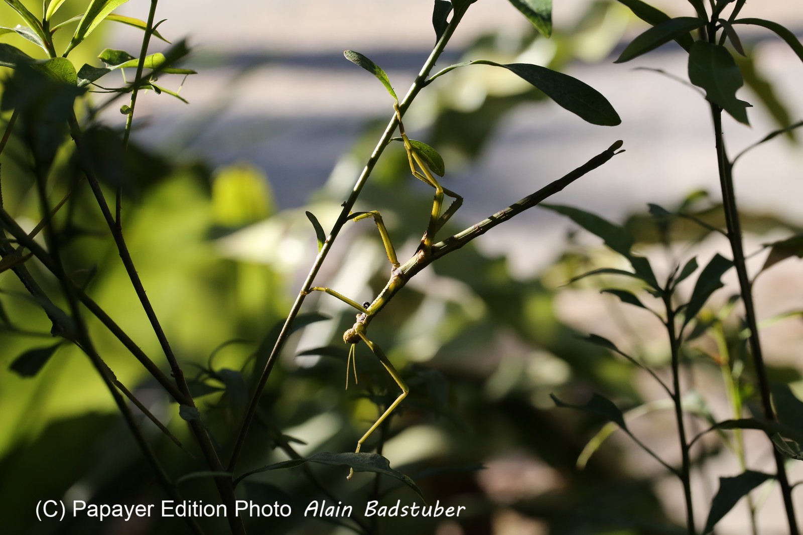 Phasmes à Cape Tribulation