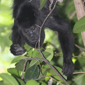 Singes hurleurs à Punta Gorda, Bélize