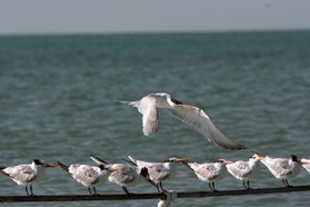 Images_Belize_2011_375