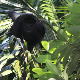 Singes hurleurs à Punta Gorda, Bélize