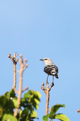 Premier séjour à Crooked Tree , au Bélize en octobre 2021