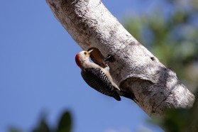 Images_Belize_2011_061