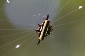 L'Australie à Cow Bay et Cape Tribulation en 2017