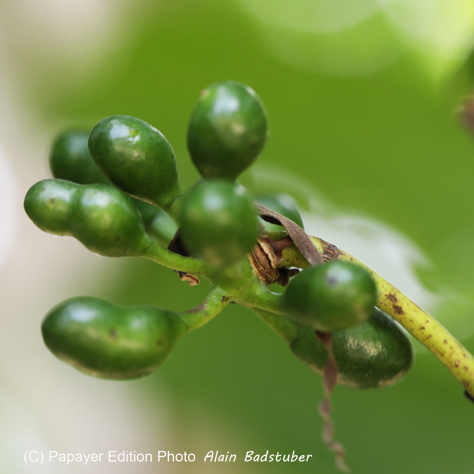 Végétaux et Champignons