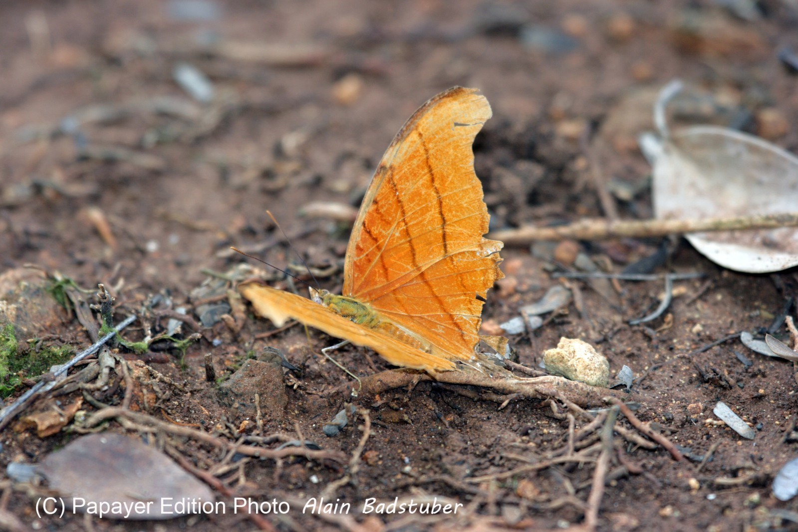 Images_Belize_2011_033