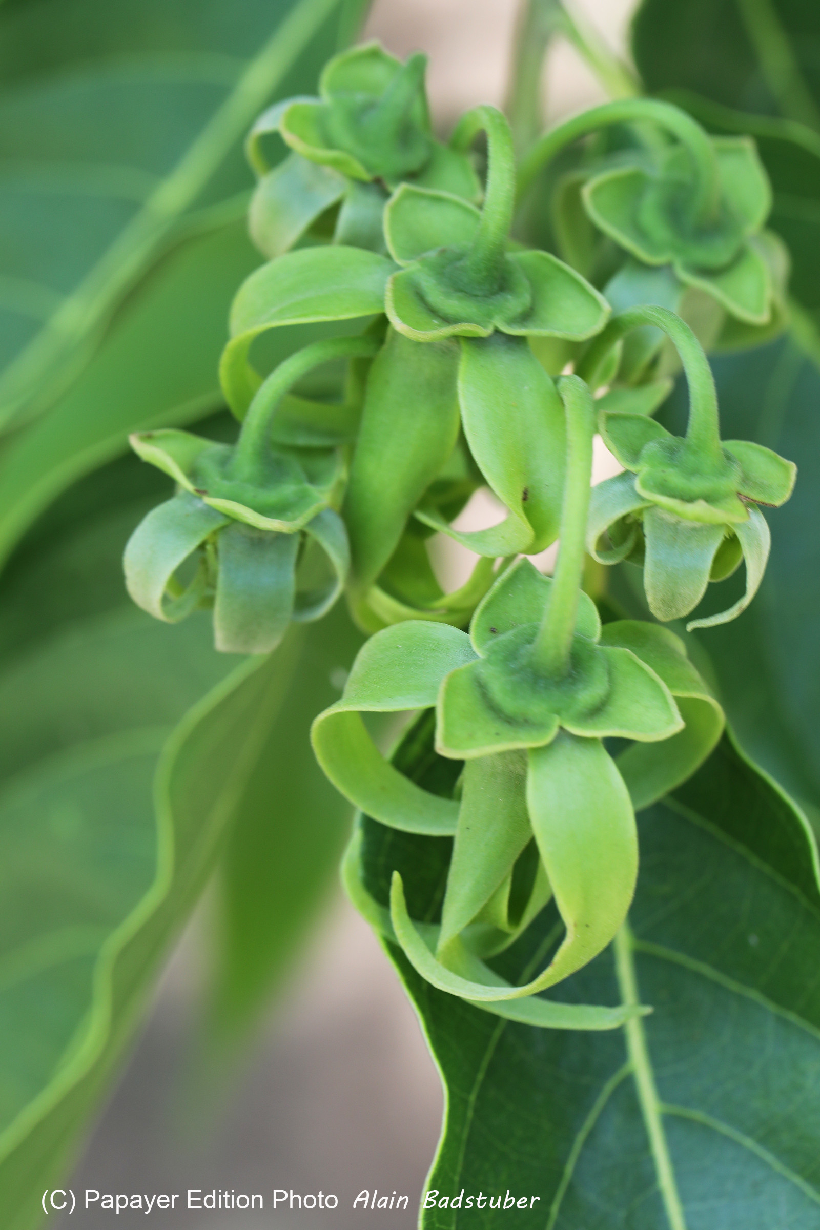 Végétaux et Champignons