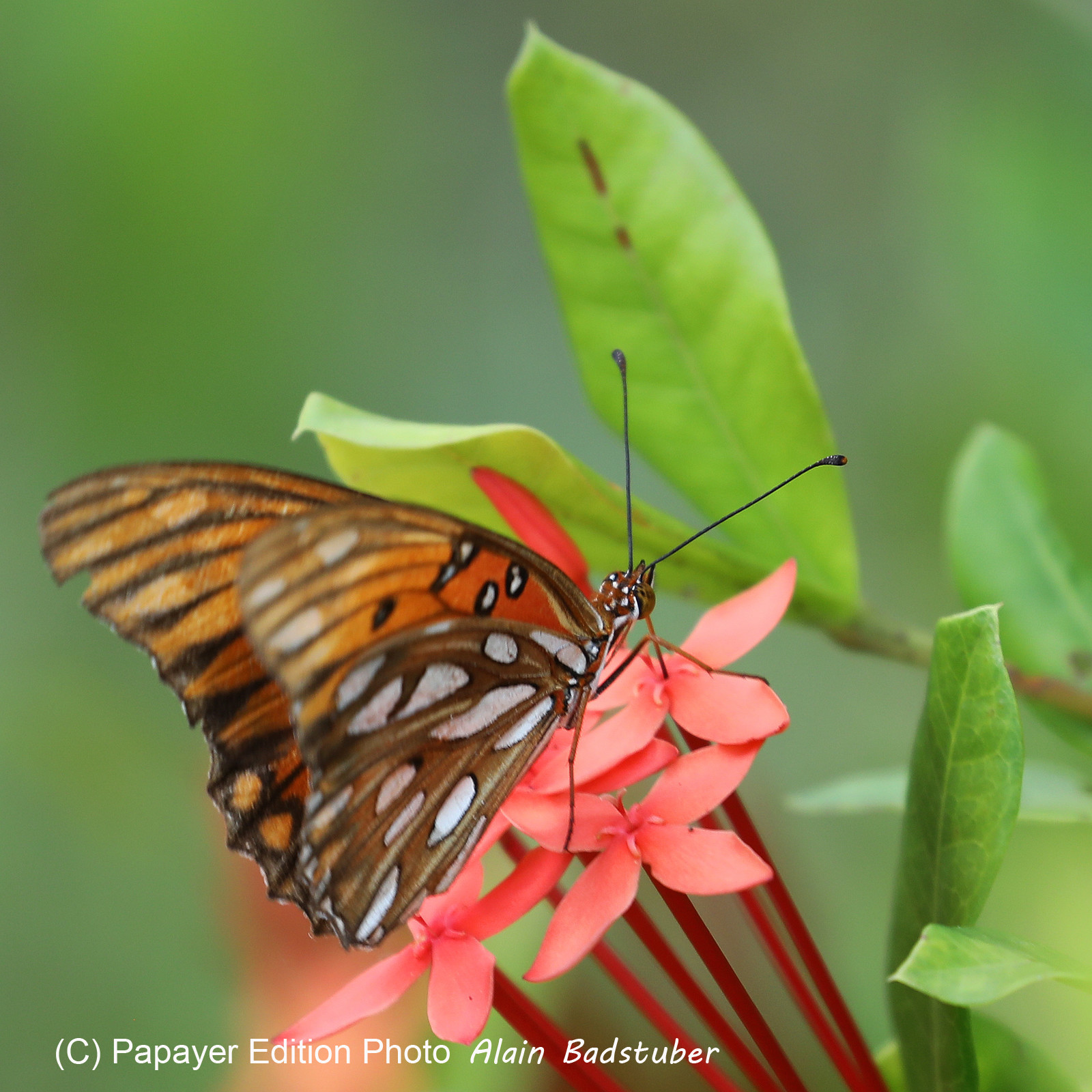 Premier séjour à Crooked Tree , au Bélize en octobre 2021