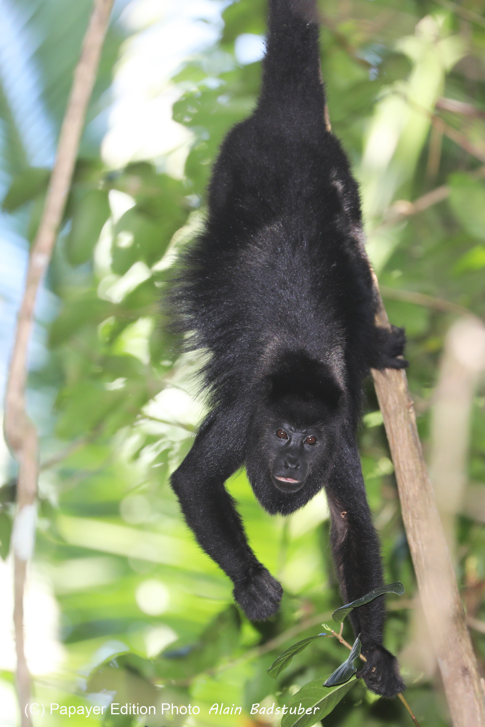 Singes hurleurs à Punta Gorda, Bélize