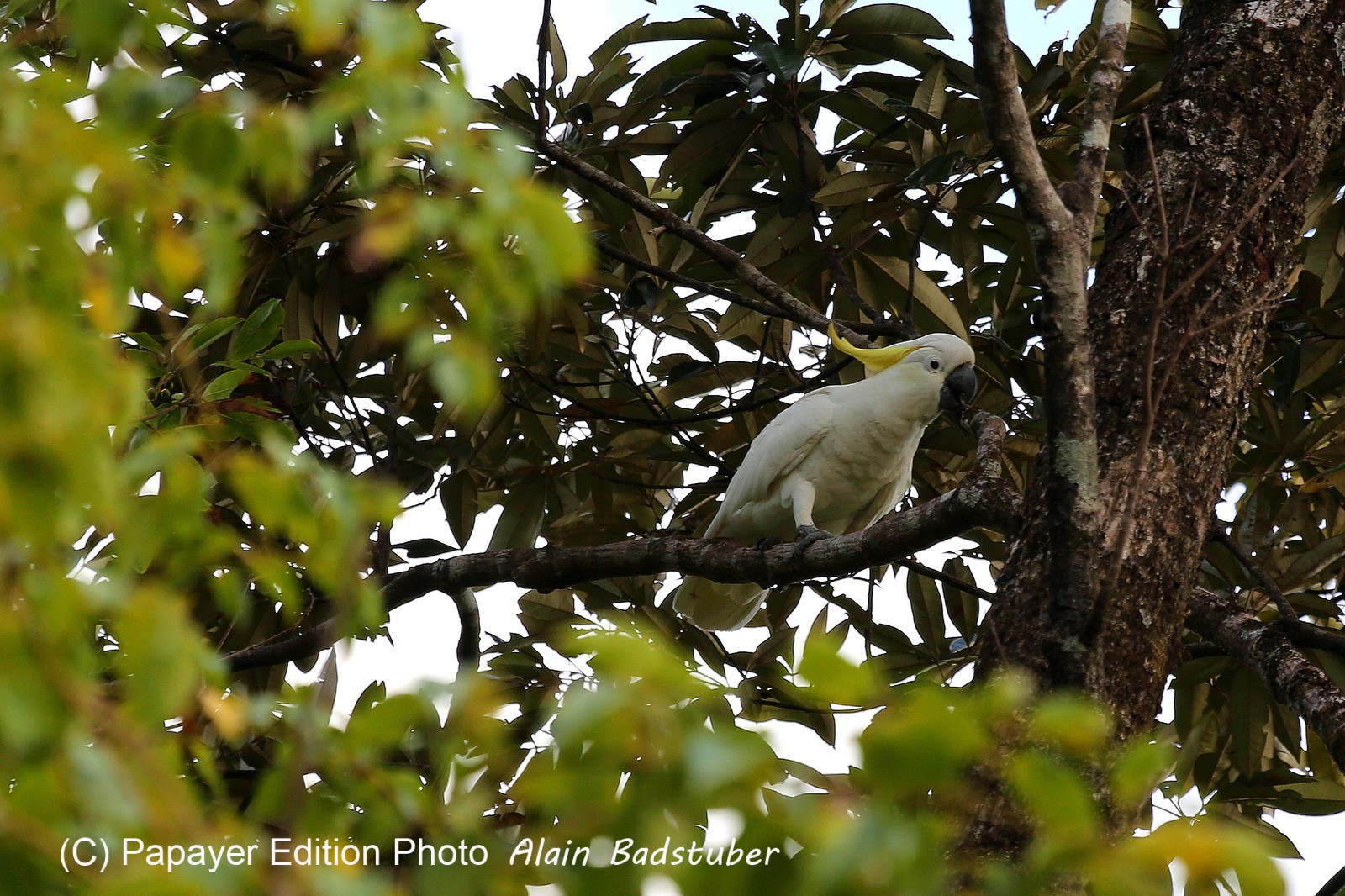 Oiseaux à Cape Tribulation