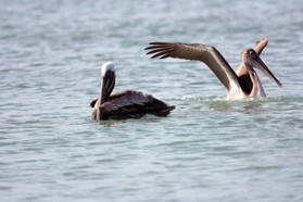 Images_Belize_2011_436