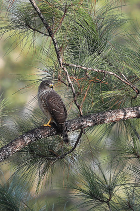 Premier séjour à Crooked Tree , au Bélize en octobre 2021