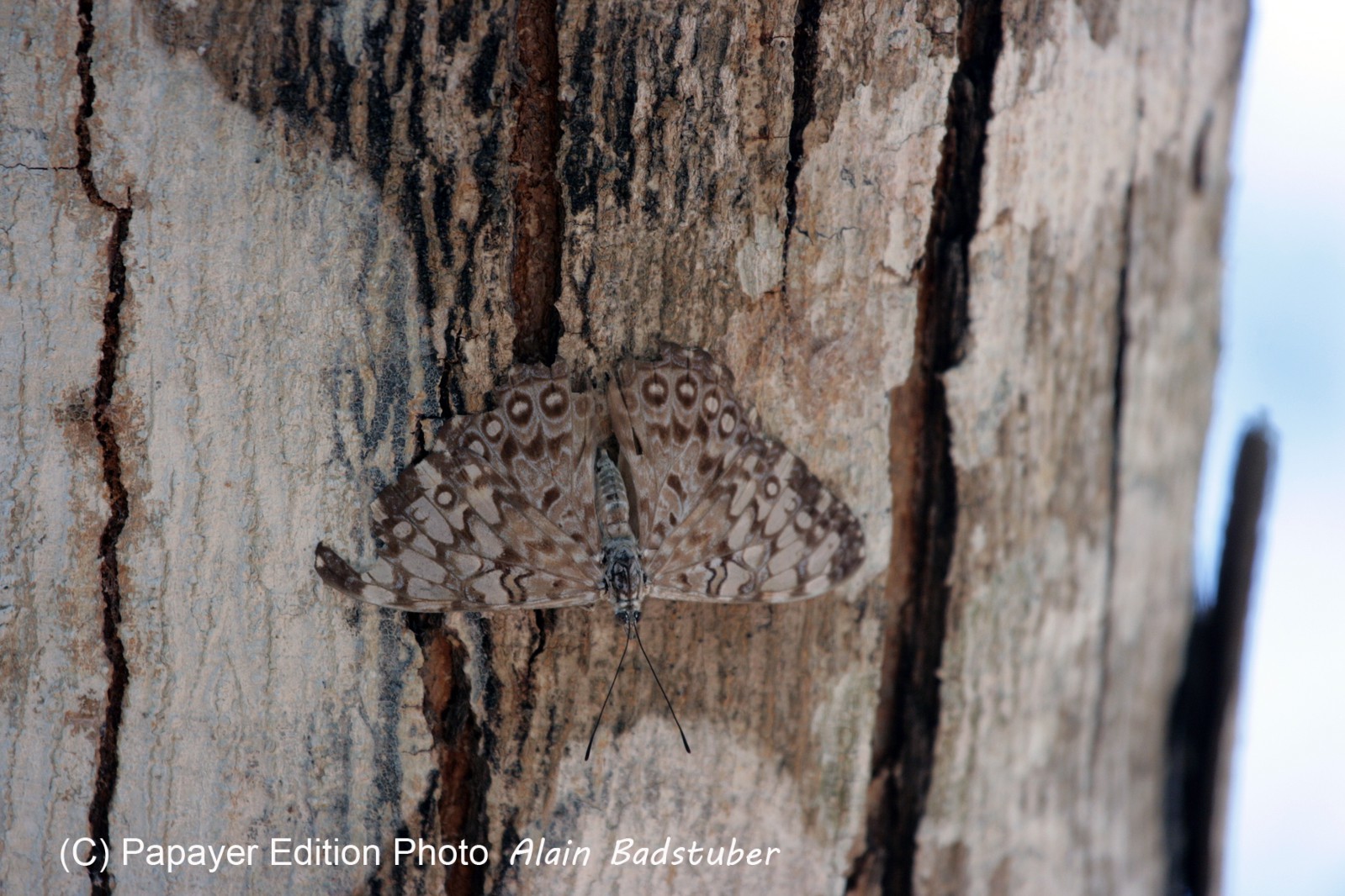 Images_Belize_2011_043