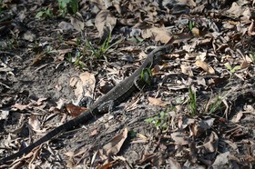 Lace Monitor, Varanus varius