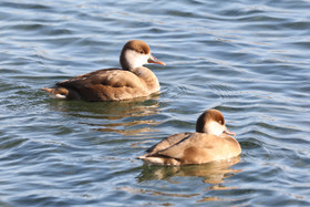 Faune et Flore de Suisse, 2022, Vaumarcus, Nettes rousses