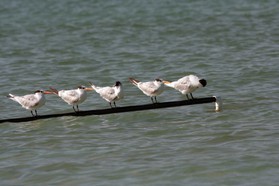 Images_Belize_2011_380