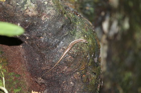 L'Australie à Cow Bay et Cape Tribulation en 2017