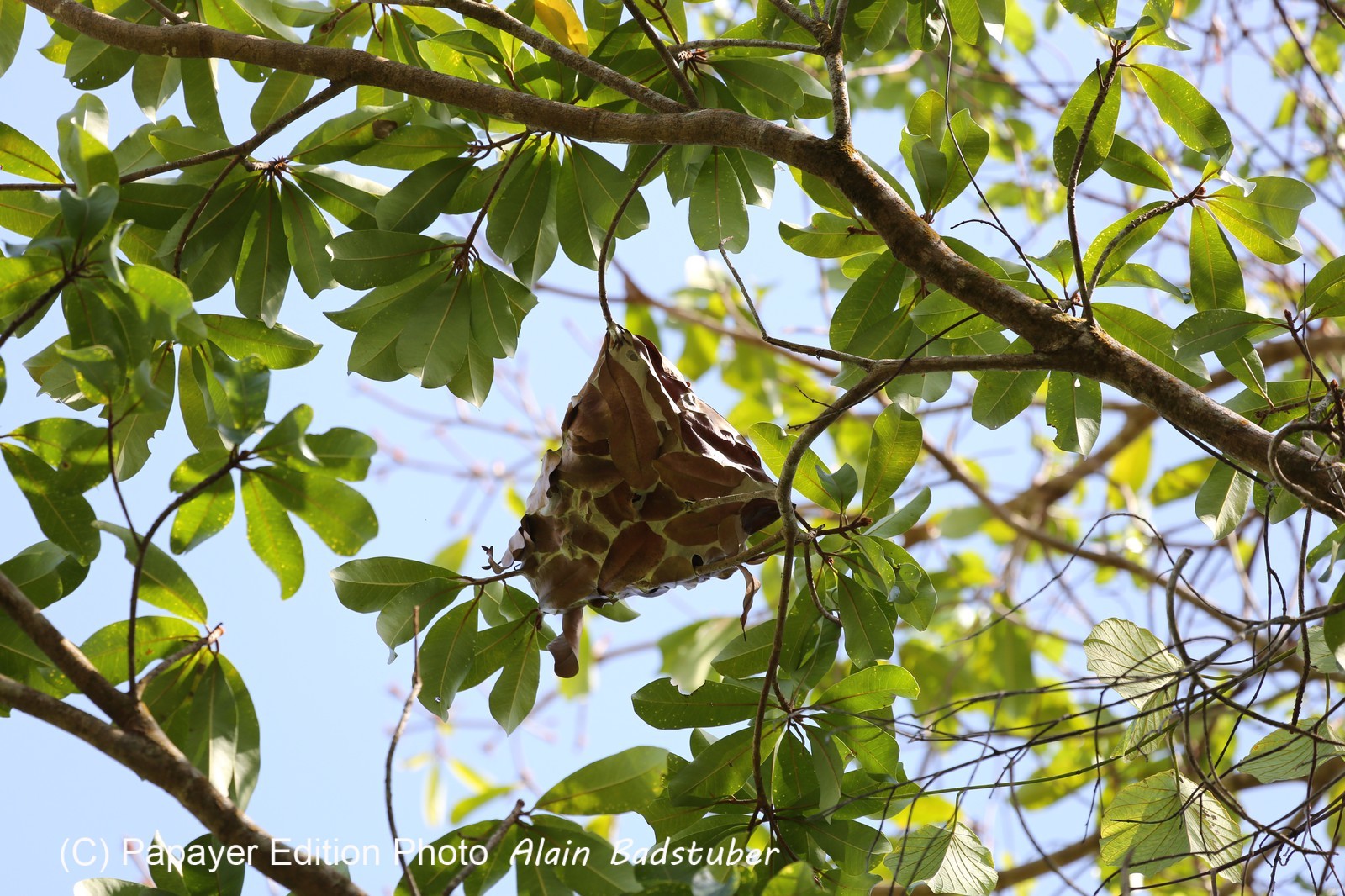 Fourmis à Cape Tribulation