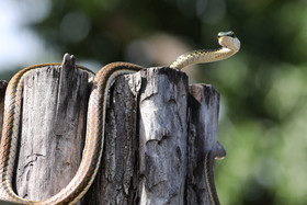 Serpents du Belize, Parrot snake, Leptophis mexicanus