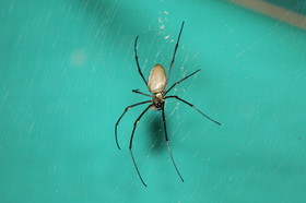 L'Australie à Cow Bay et Cape Tribulation en 2017