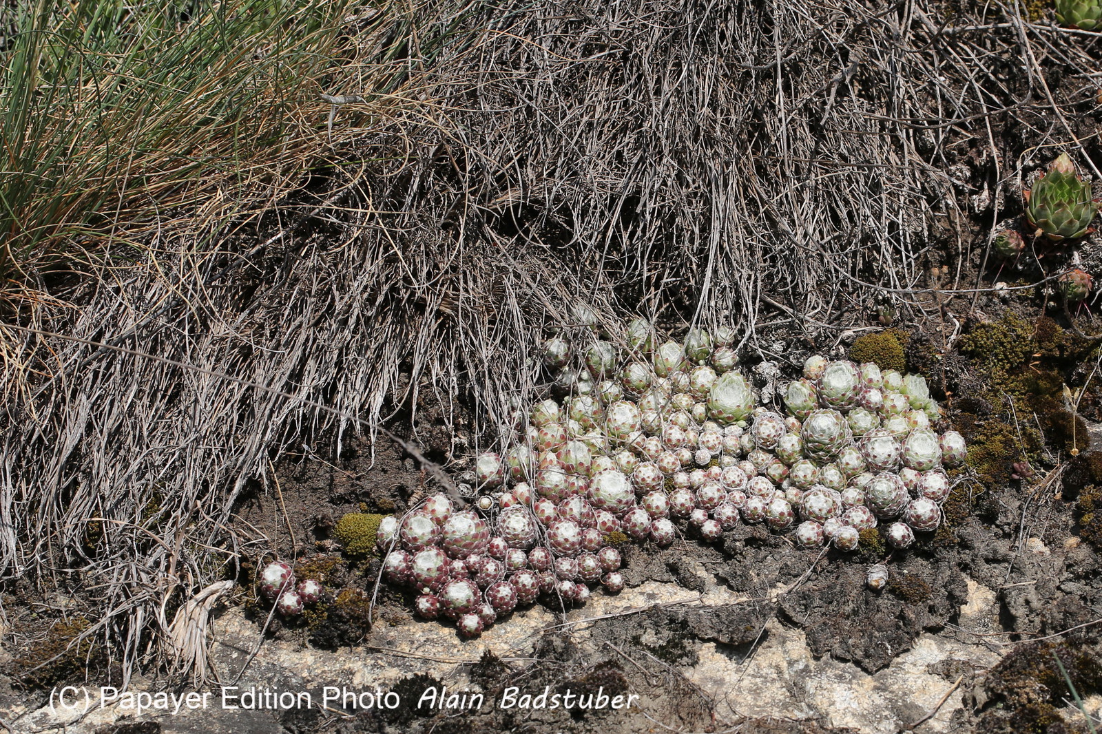 Ballade aux Follatères en mai 2018