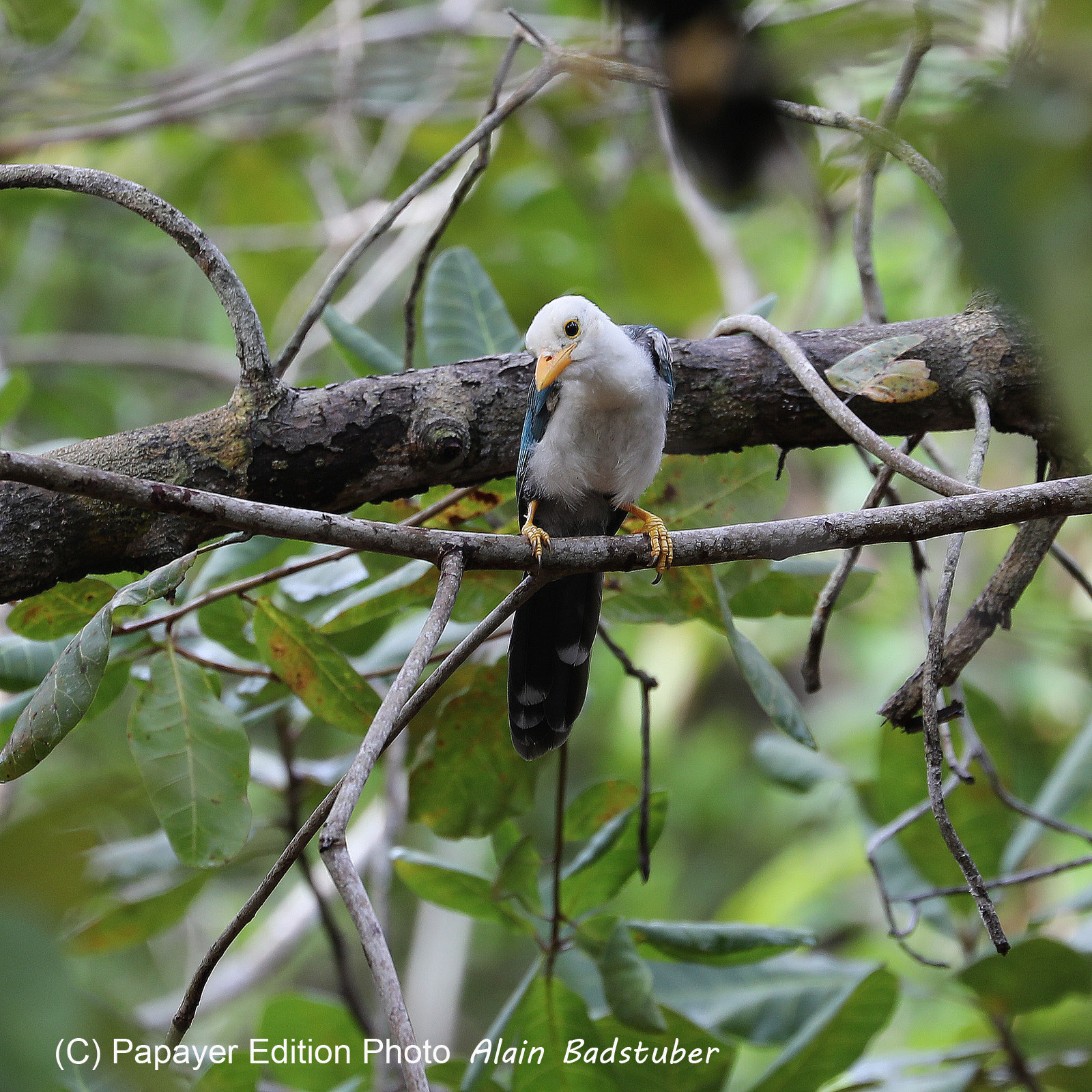 Premier séjour à Crooked Tree , au Bélize en octobre 2021