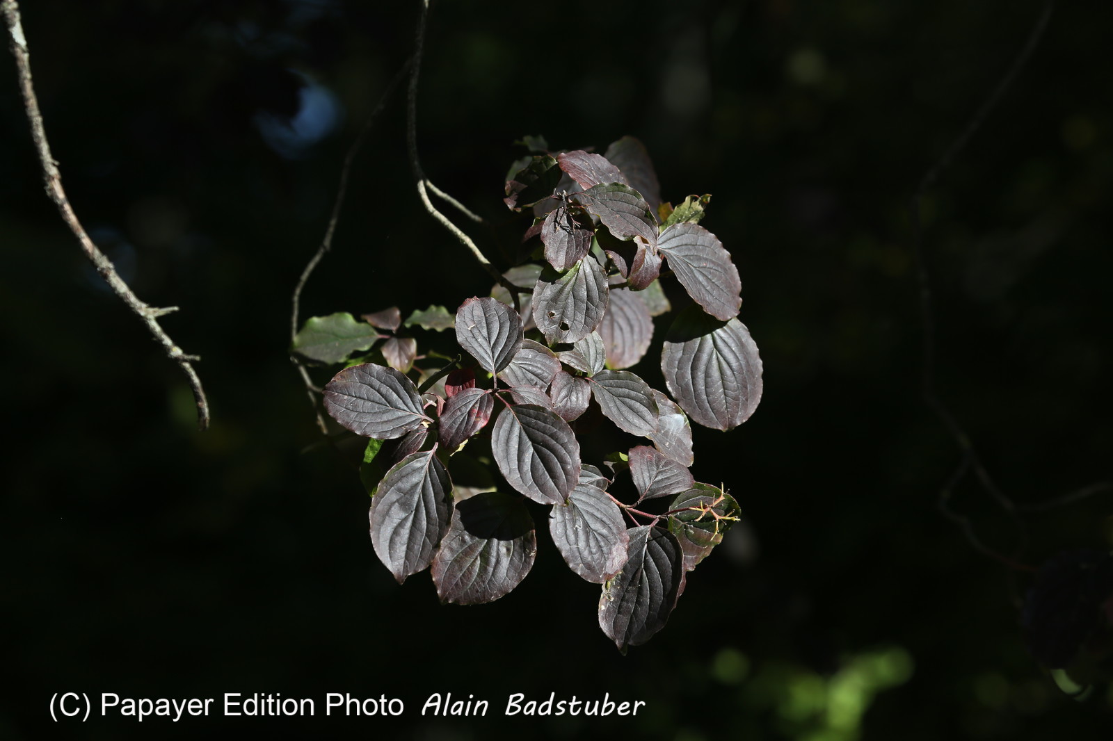 Ile aux oiseaux à Vaumarcus