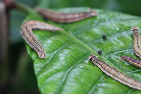 Punta Culebra Nature Center