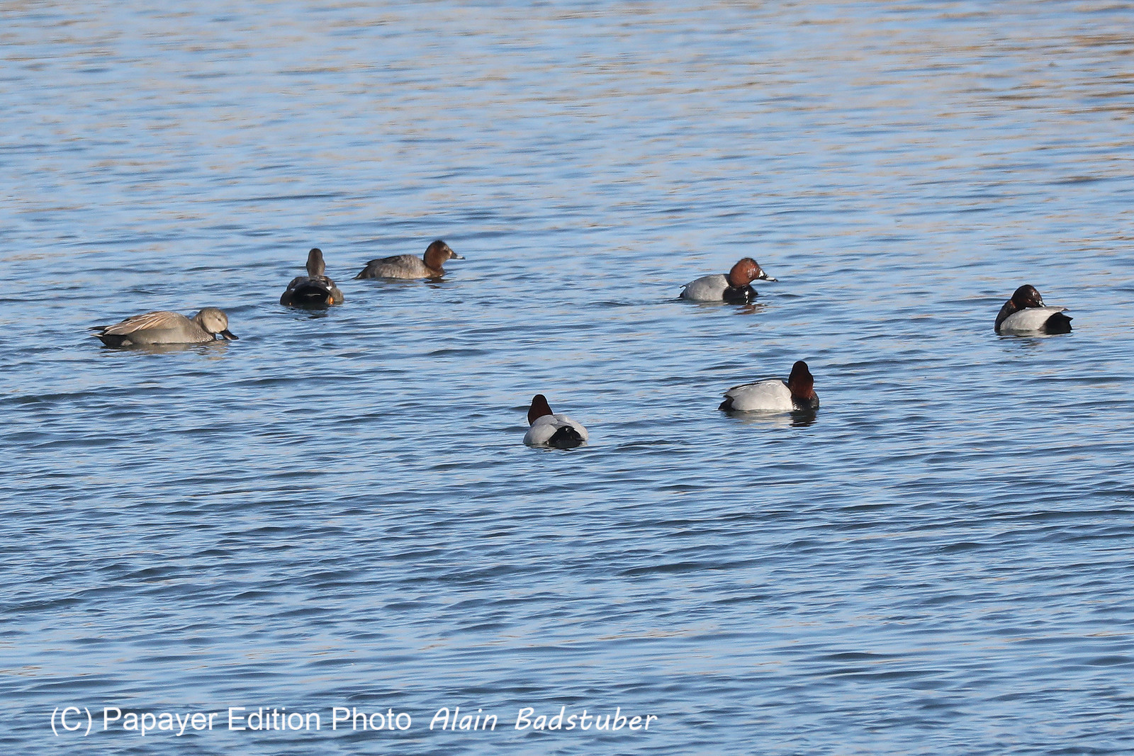 Faune et Flore de Suisse, 2022, Vaumarcus, Fuligules milouins et Canards Chipaux