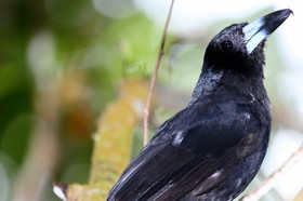 L'Australie à Cow Bay et Cape Tribulation en 2017