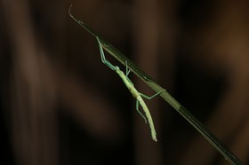Phasmes à Cape Tribulation