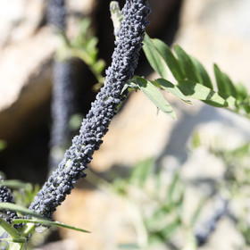 Bah oui ! Pucerons, sans plus de précisions, si ce n'est qu'ils sont sur une légumineuse...