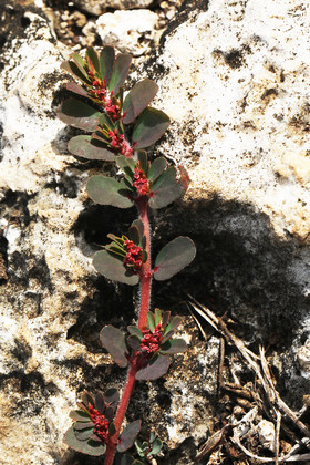 Végétaux et Champignons