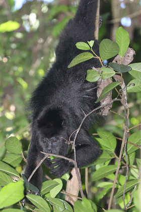 Singes hurleurs à Punta Gorda, Bélize